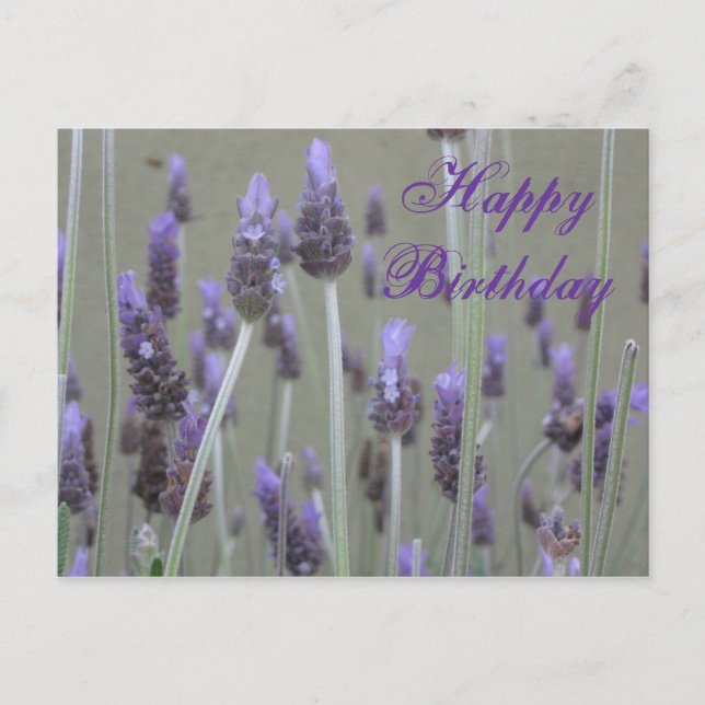 lavender  Happy Birthday Postcard (Front)