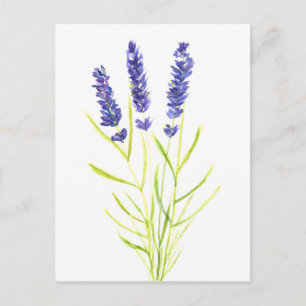 Lavender herb Lavender flowers watercolour Postcard