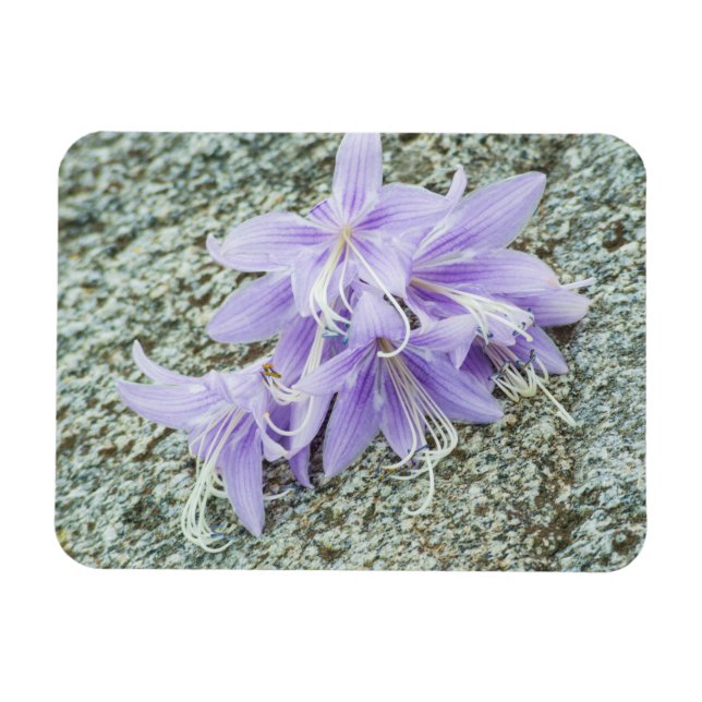 lavender hosta flowers in full bloom  magnet (Horizontal)
