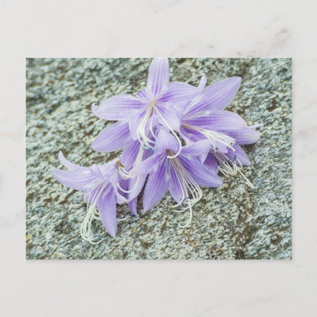 Lavender hosta flowers in full bloom postcard (Front)