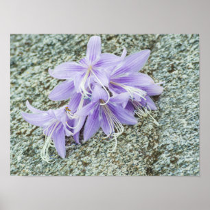 lavender hosta flowers in full bloom poster