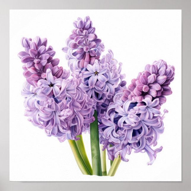Lavender Hyacinth Flower Art Print Poster (Front)