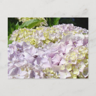 Lavender Hydrangea Flowers postcards custom