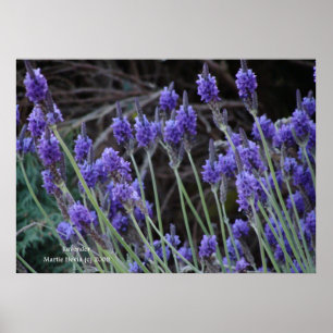 Lavender II Poster