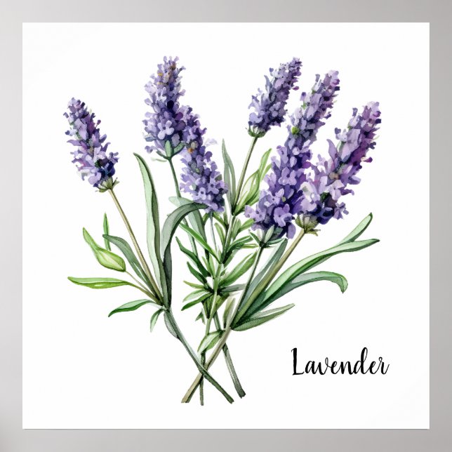 Lavender Illustration Botanical Poster (Front)