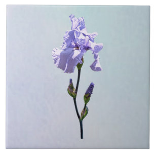 Lavender Iris and Buds Ceramic Tile