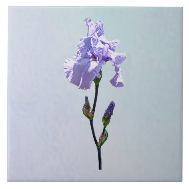 Lavender Iris and Buds Ceramic Tile (Front)