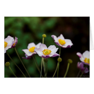 Lavender Japanese Anemone