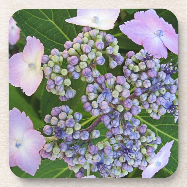 Lavender Lace Cap Hydrangea Bloom Cork Coasters (Front)