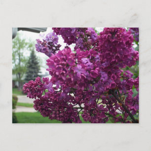 Lavender Lilacs Postcard