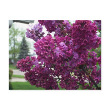 Lavender Lilacs Postcard