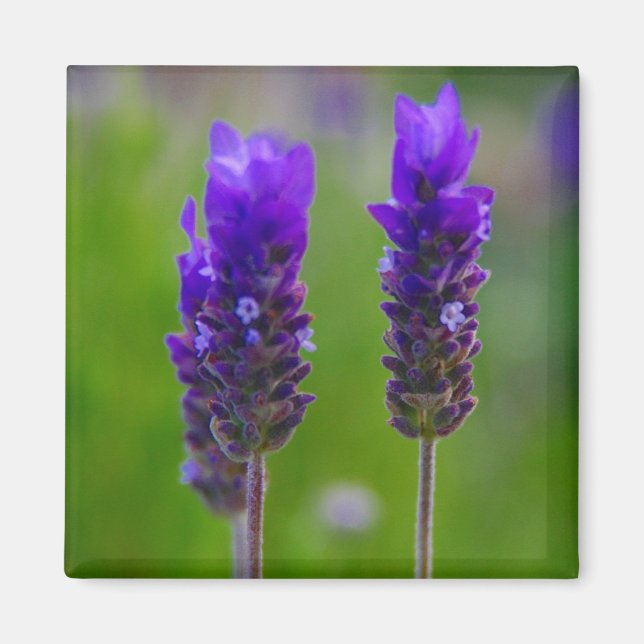 lavender magnet (Front)