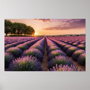 Lavender Nature Outdoors Landscape Calm Peaceful Poster