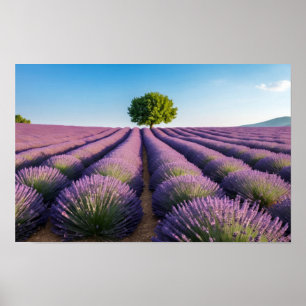 Lavender Nature Outdoors Landscape Calm Peaceful Poster