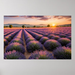 Lavender Nature Outdoors Landscape Calm Peaceful Poster
