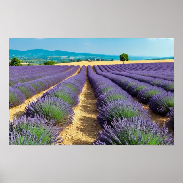 Lavender Nature Outdoors Landscape Calm Peaceful  Poster (Front)