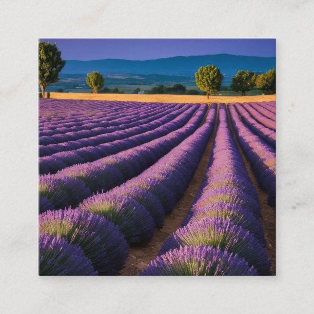 Lavender Nature Outdoors Landscape Calm Peaceful  Square Business Card (Front)