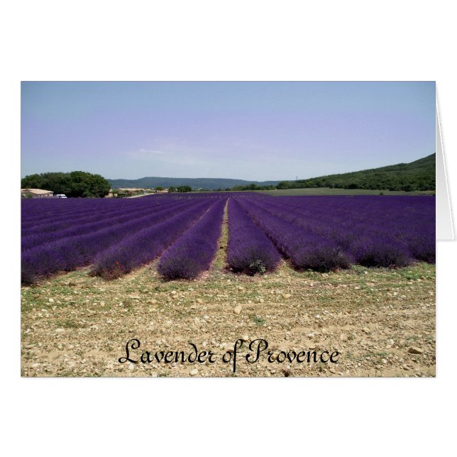 Lavender of Provence (Front Horizontal)