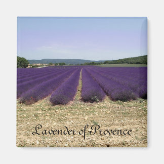 Lavender of Provence Magnet