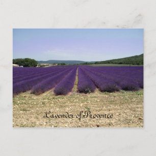 Lavender of Provence Postcard