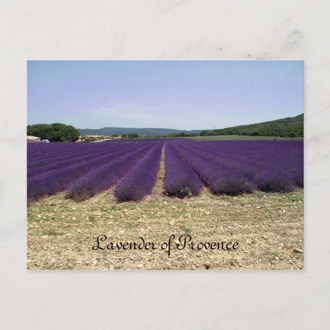 Lavender of Provence Postcard (Front)