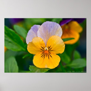 Lavender & Orange Sorbet Pansy Poster