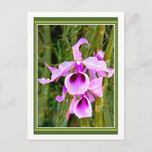 Lavender Orchid Postcard
