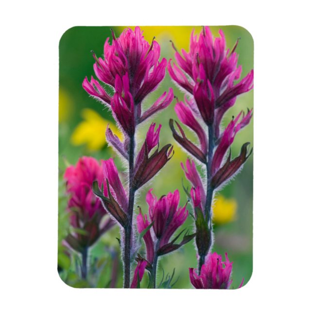 Lavender Paintbrush Magnet (Vertical)