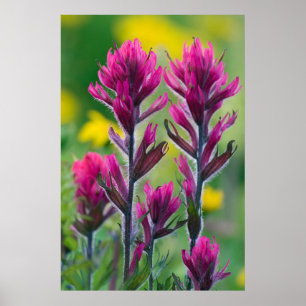 Lavender Paintbrush Poster