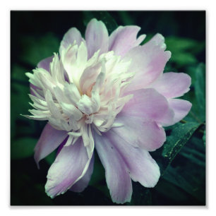 Lavender Peony Flower In Bloom Close Up 8x8 Photo Print