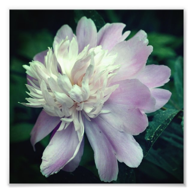 Lavender Peony Flower In Bloom Close Up 8x8 Photo Print (Front)