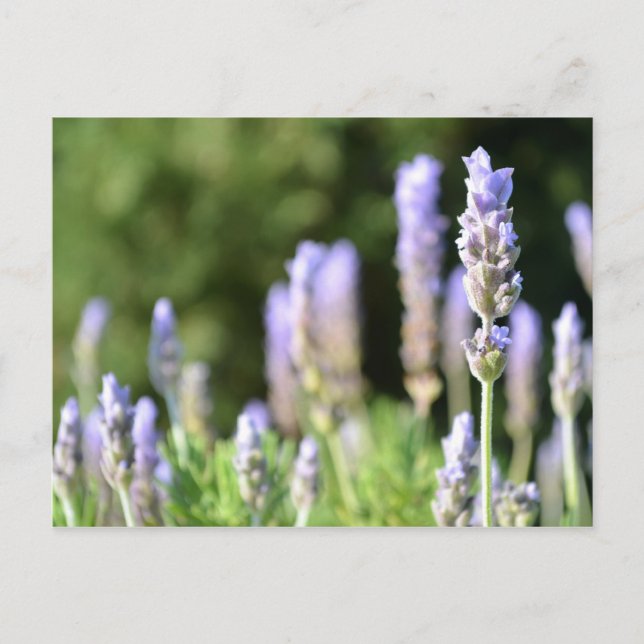 Lavender Photography Postcard (Front)