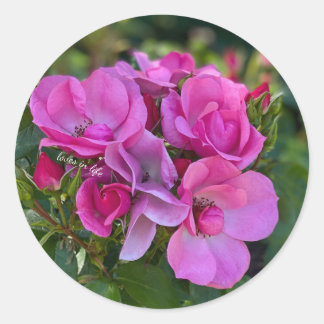 Lavender Pink Rose Classic Round Sticker