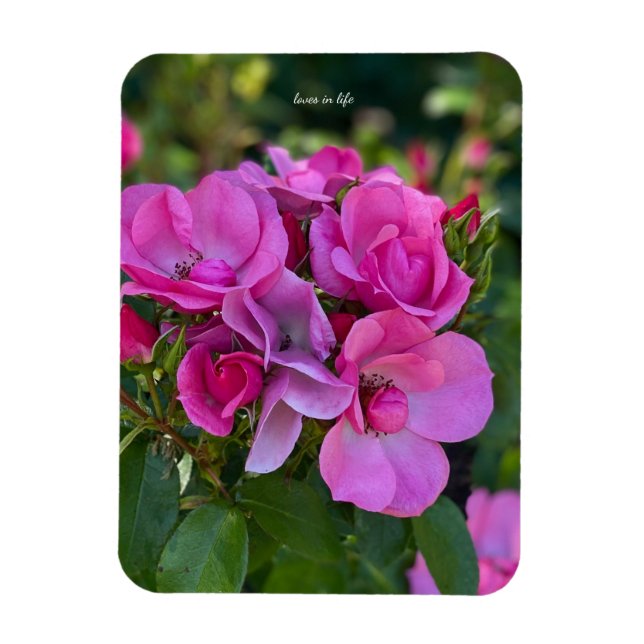 Lavender Pink Rose Magnet (Vertical)