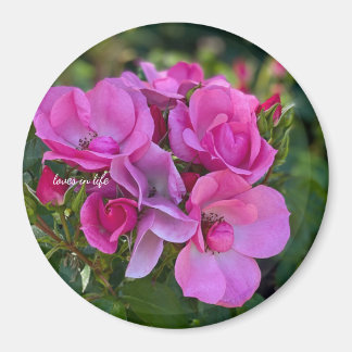 lavender Pink Rose Magnet