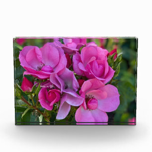lavender Pink Rose Photo Block