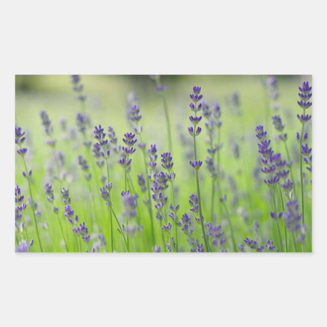 lavender plant flower field nature close detail rectangular sticker (Front)