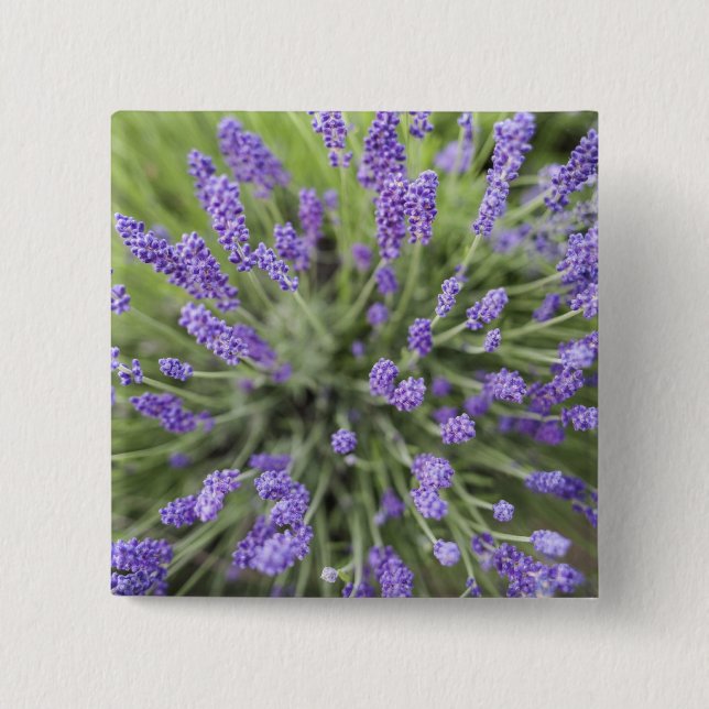 Lavender plants 15 cm square badge (Front)