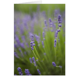 Lavender plants 2