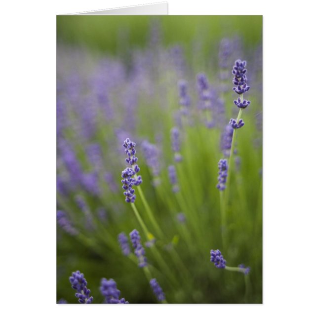 Lavender plants 2 (Front)