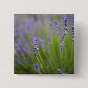 Lavender plants 2 15 cm square badge