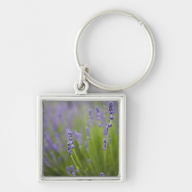 Lavender plants 2 key ring (Front)