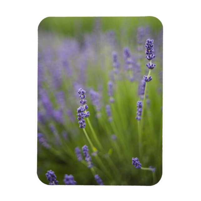 Lavender plants 2 magnet (Vertical)