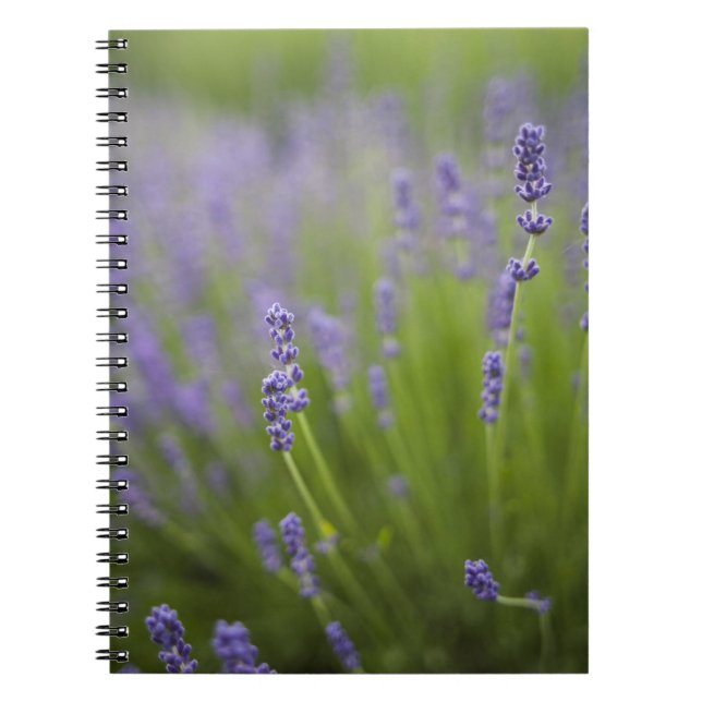 Lavender plants 2 notebook (Front)