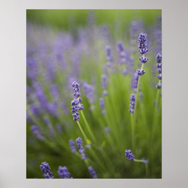Lavender plants 2 poster (Front)