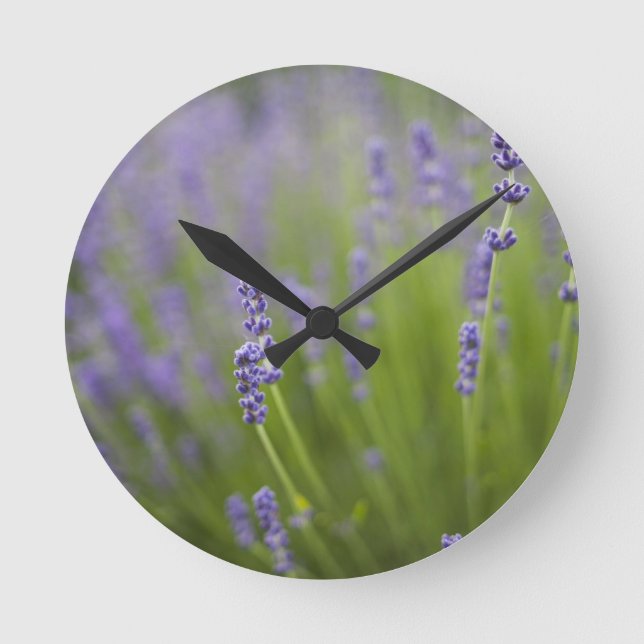 Lavender plants 2 round clock (Front)