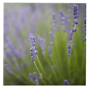Lavender plants 2 tile