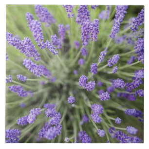 Lavender plants ceramic tile
