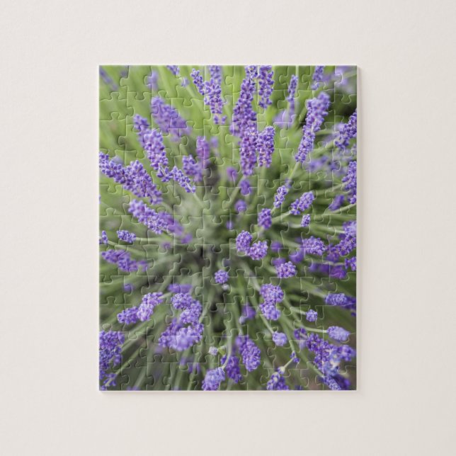 Lavender plants jigsaw puzzle (Vertical)