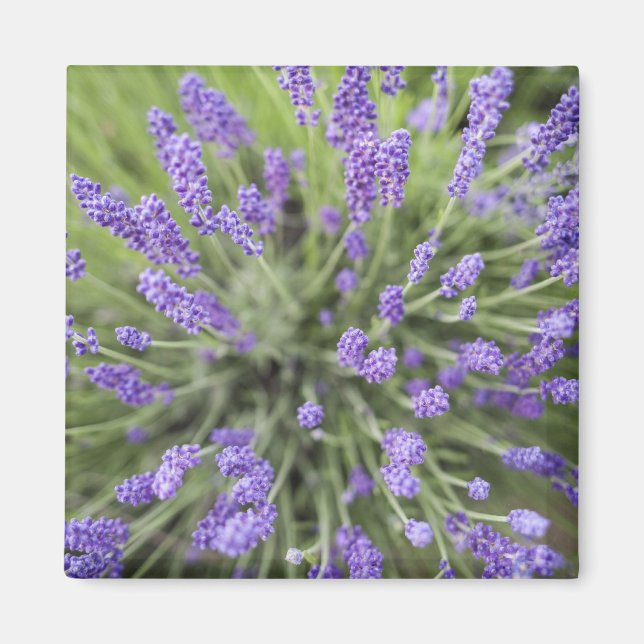 Lavender plants magnet (Front)
